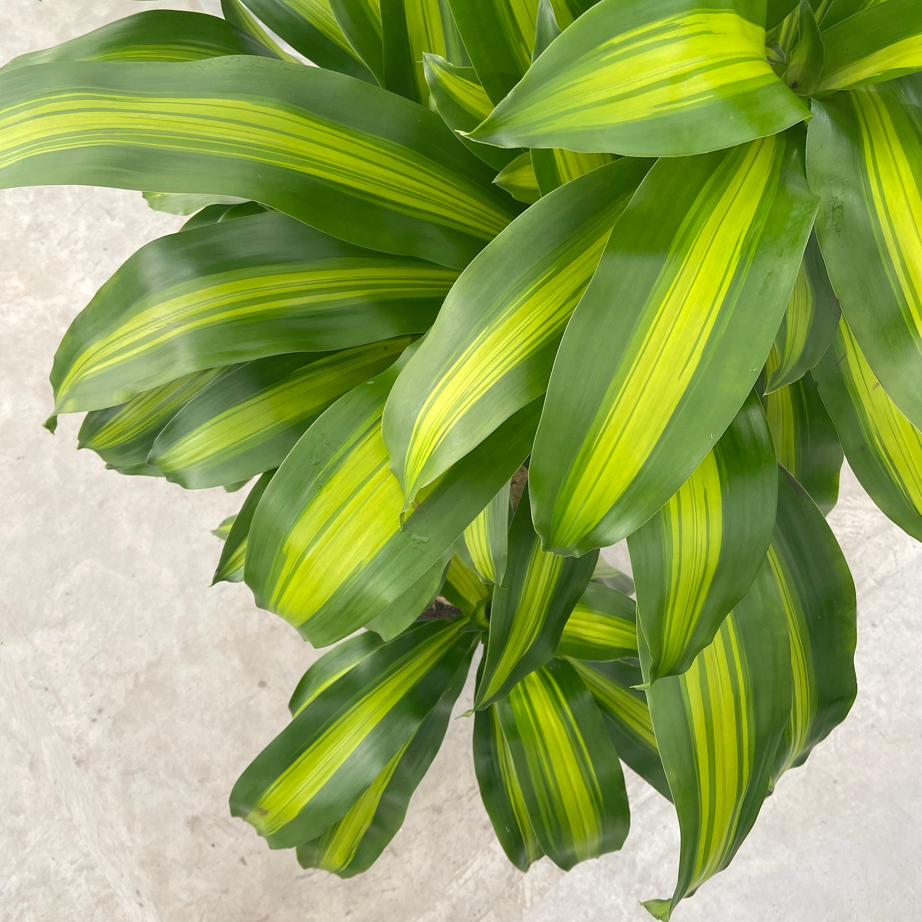 Happy Plant - Dracaena fragrans 'Massangeana' - The Grow Centre