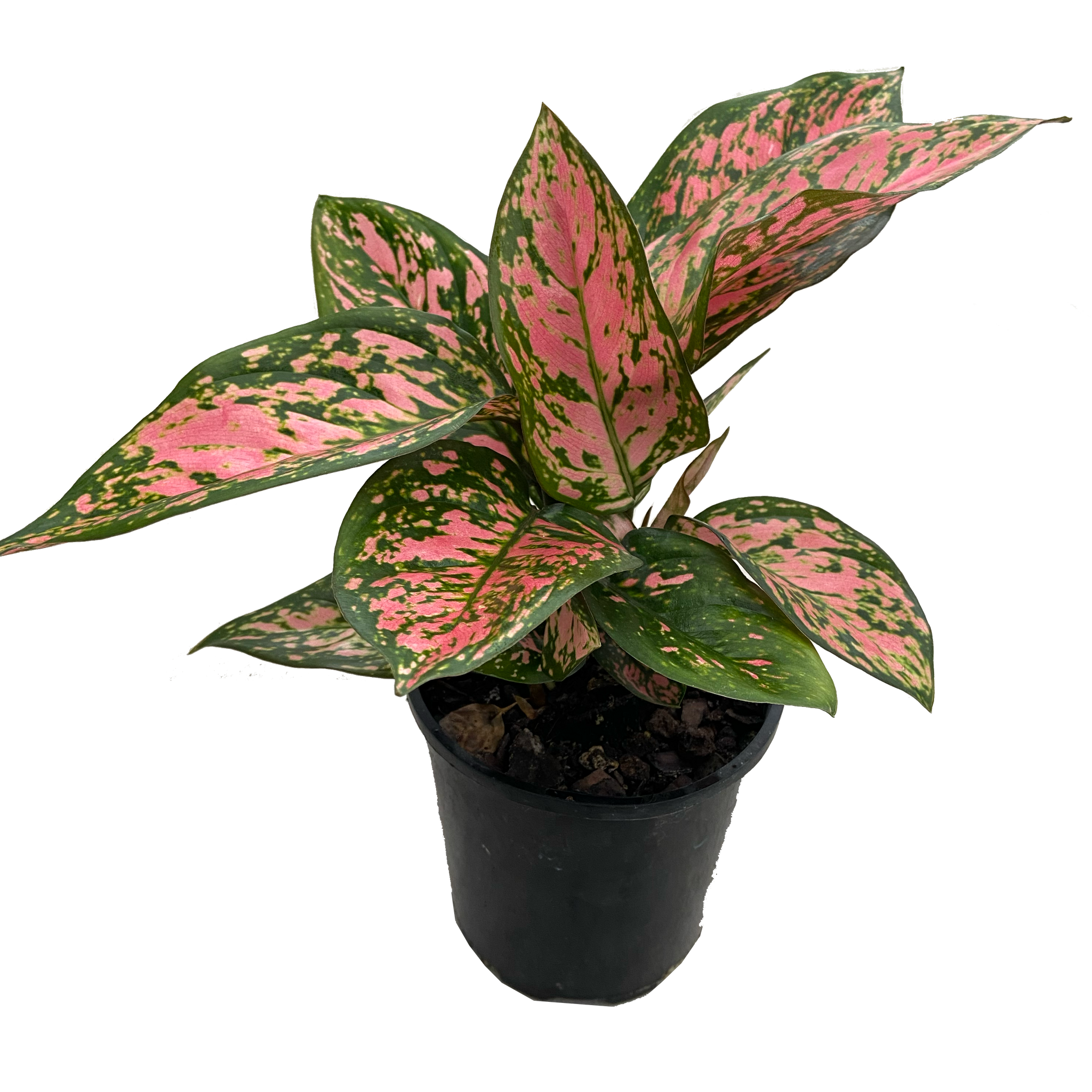 aglaonema wishes vs lady valentine Lady Valentine - Aglaonema