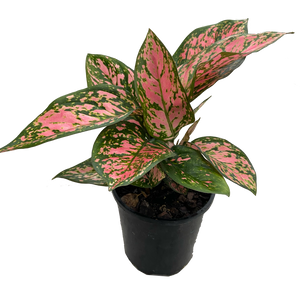 Aglaonema Lady Valentine in a 125mm black nursery pot