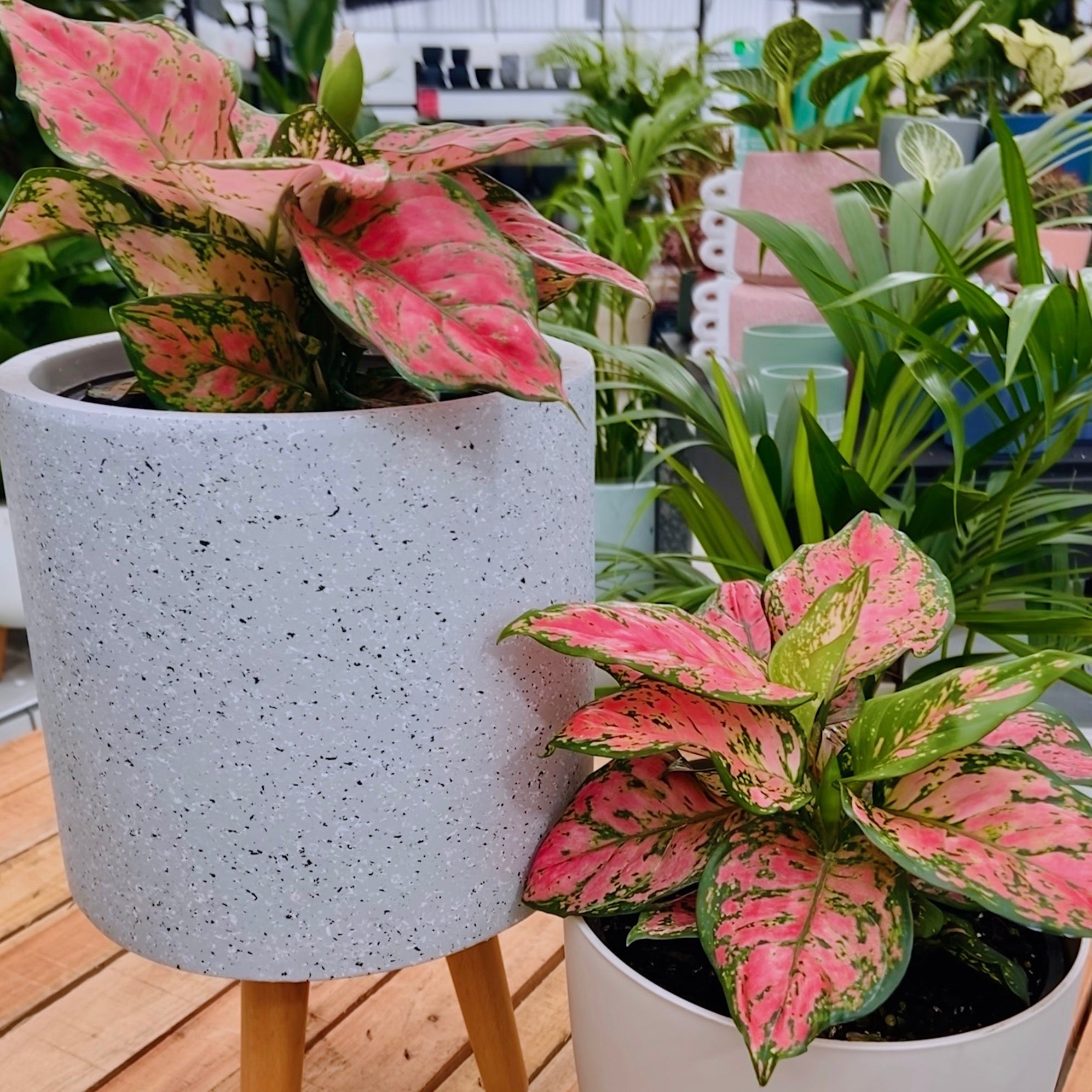 is aglaonema an indoor plant Lady Valentine - Aglaonema
