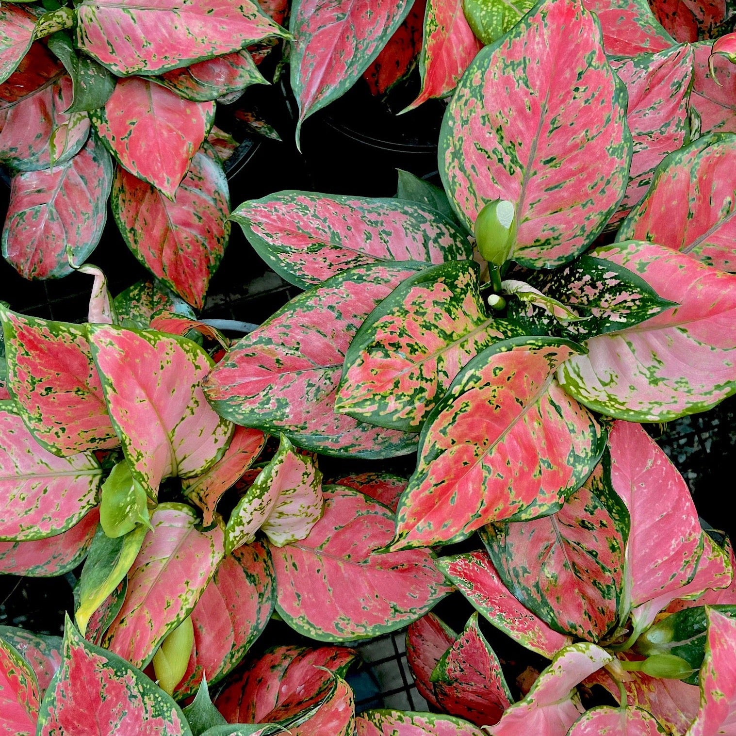 valentine aglaonema Lady Valentine - Aglaonema