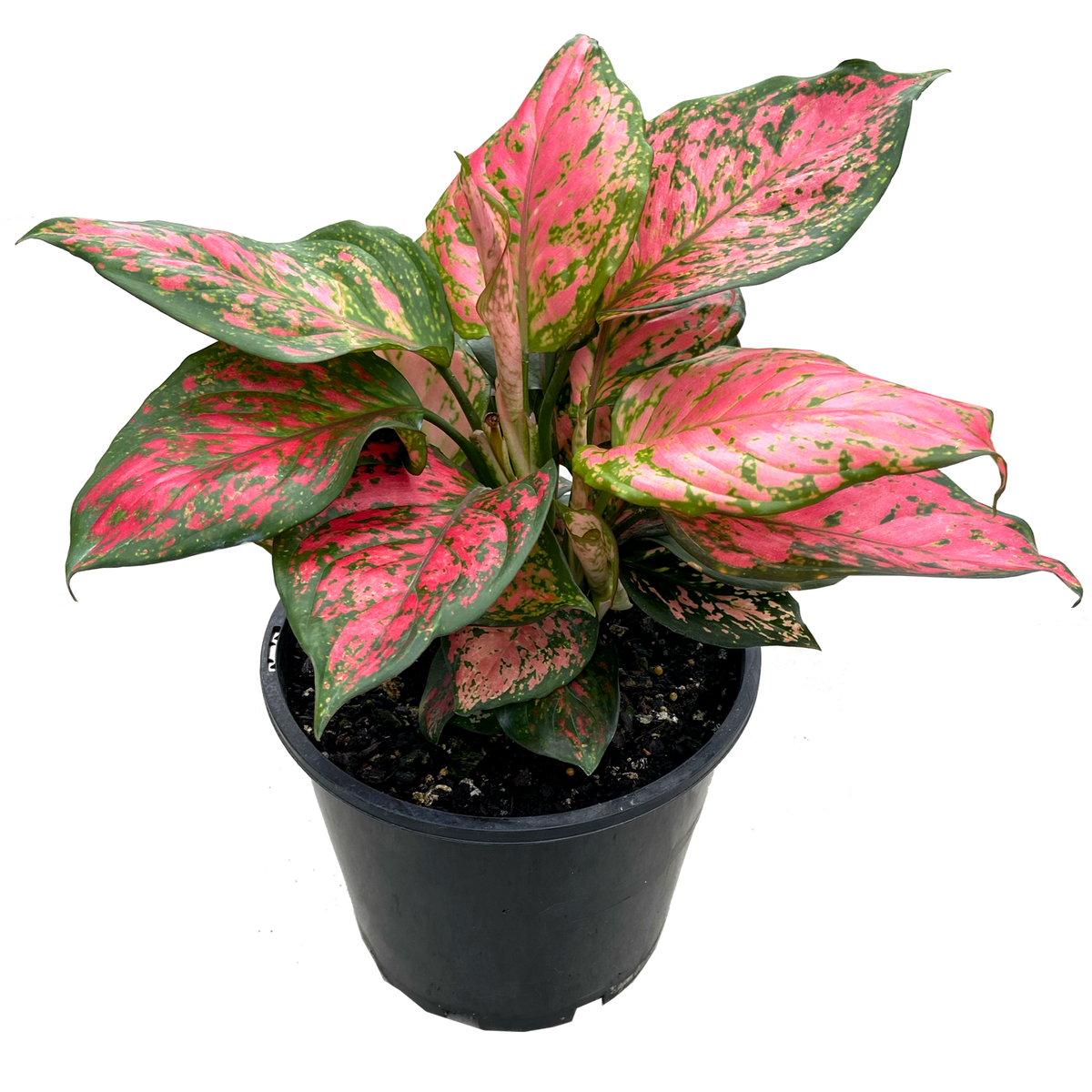 Indoor Plants The Grow Centre