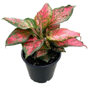 Aglaonema lady valentine indoor plant