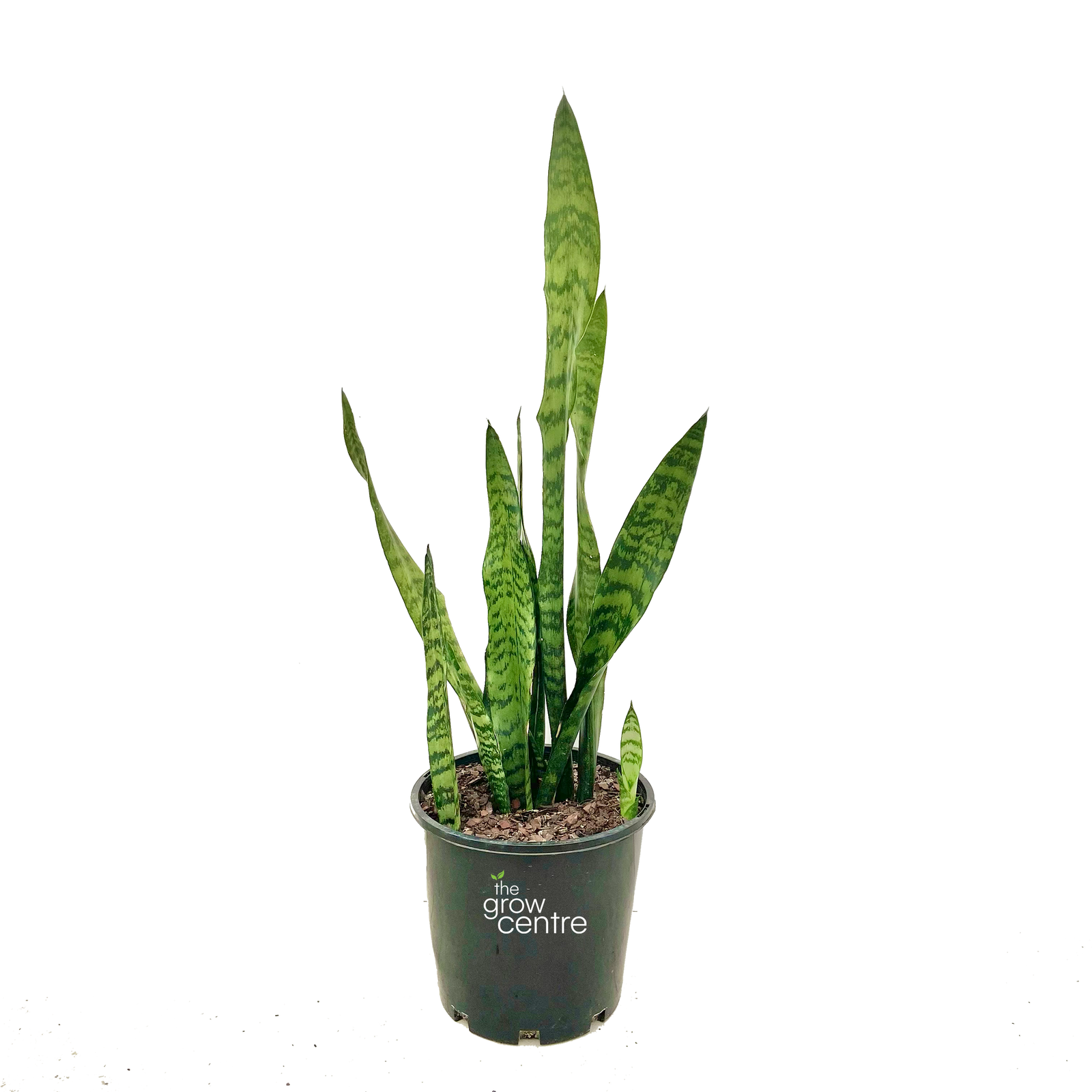 Snake Plant - Sansevieria trifasciata