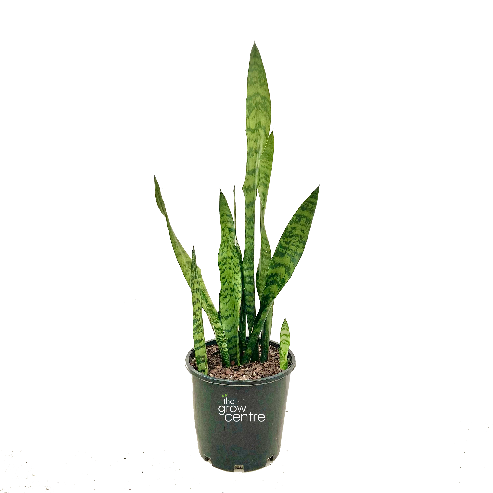 sansevieria trifasciata light Snake Plant - Sansevieria trifasciata