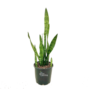 Snake Plant - Sansevieria trifasciata