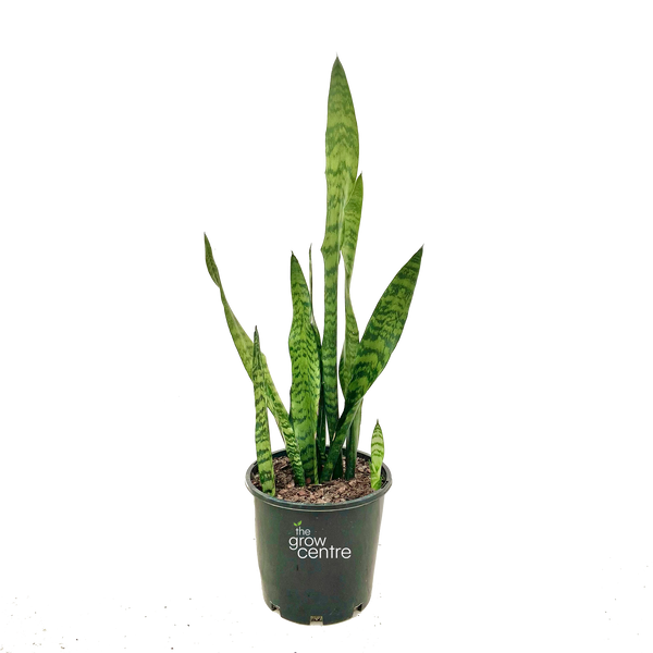 Snake Plant - Sansevieria trifasciata