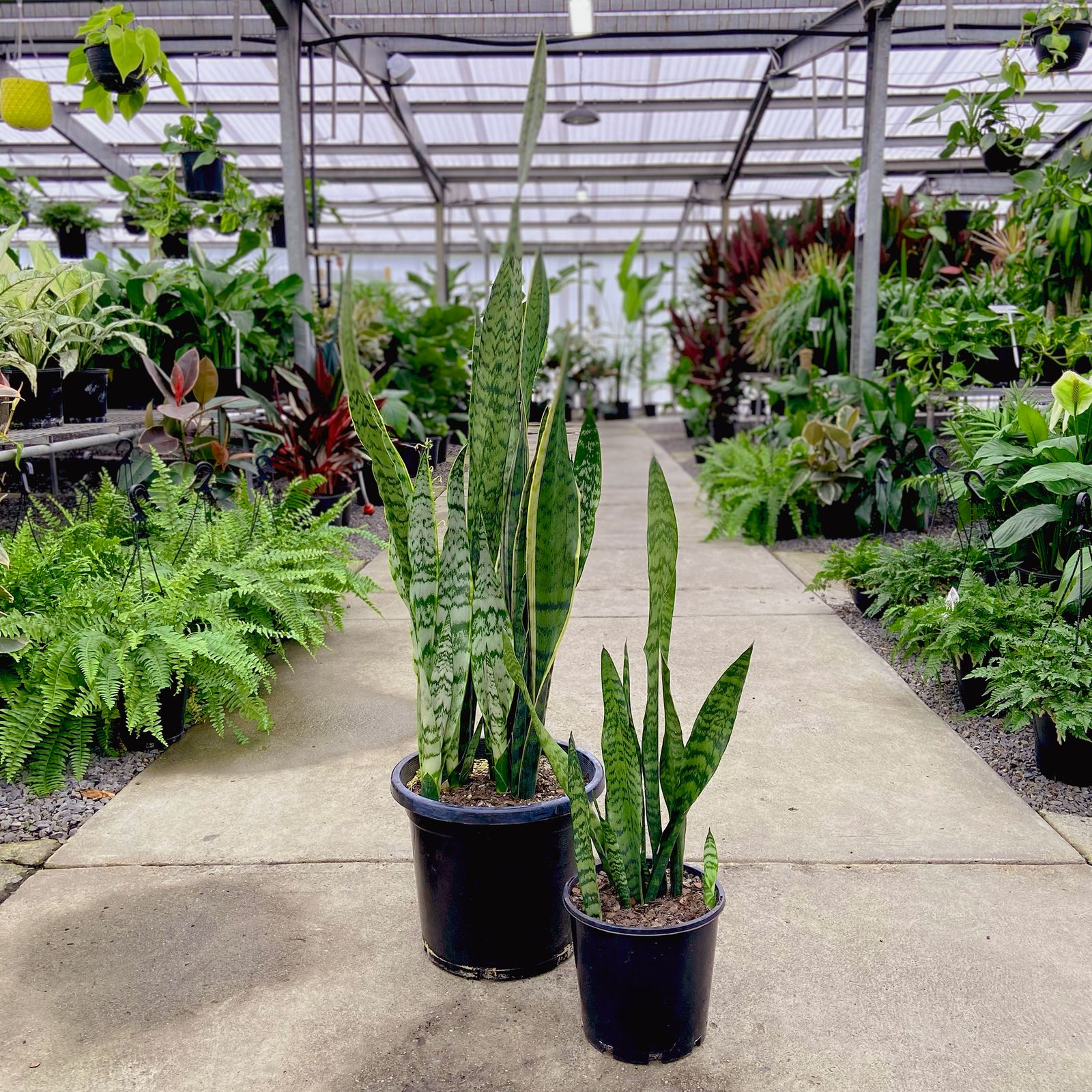 Snake Plant - Sansevieria trifasciata