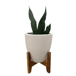 Cement Egg Pot with Timber Stand