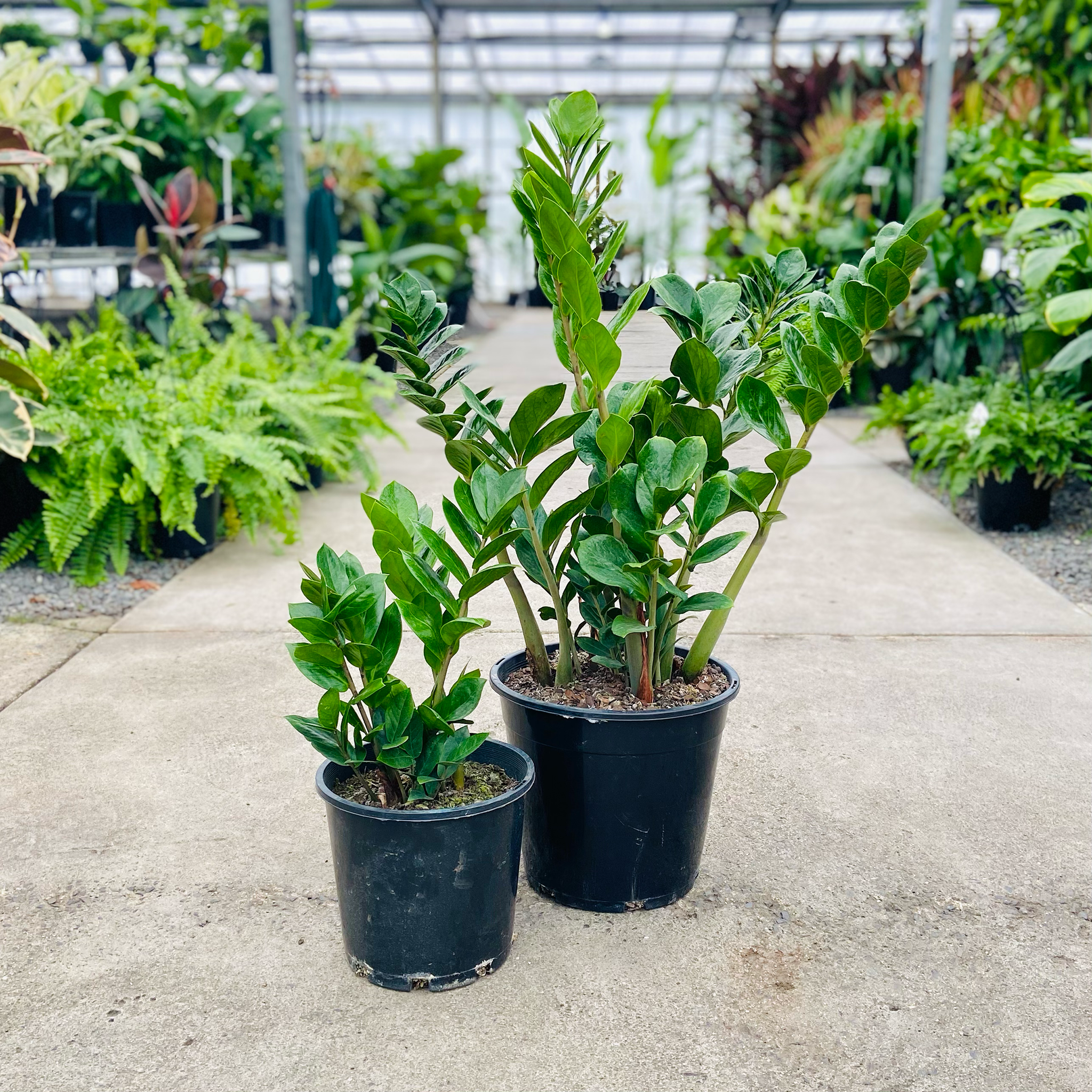 ruby zz plant Zanzibar Gem - Zamioculcas zamiifolia