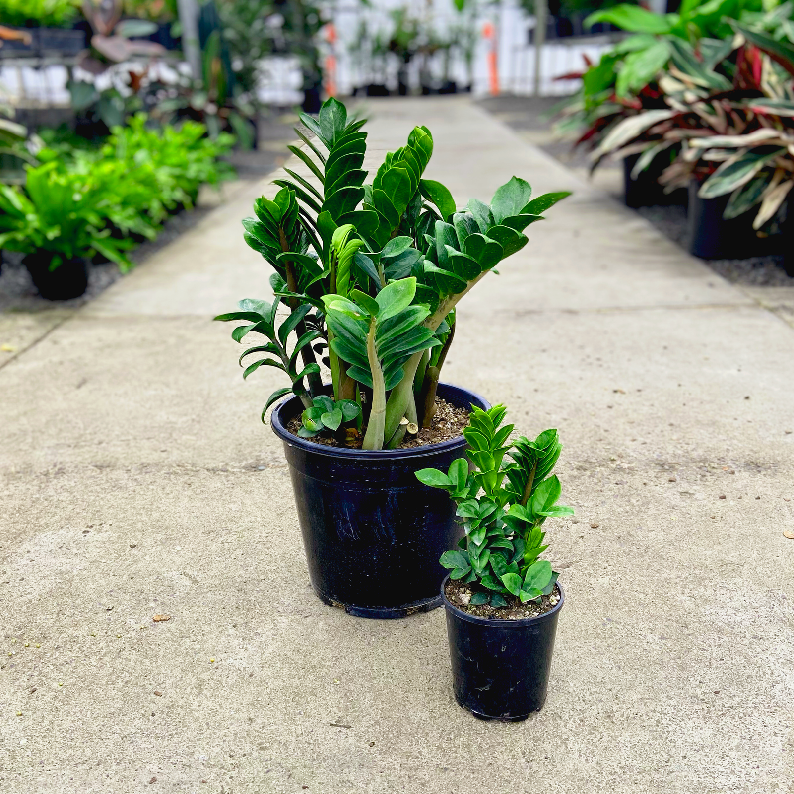 Zanzibar Zenzii - Zamioculcas zamiifolia