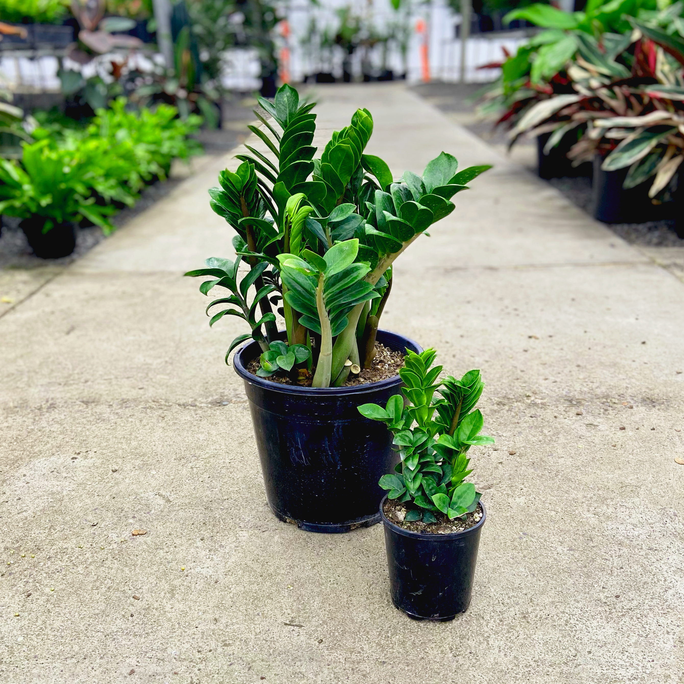 zanzibar house plant Zanzibar Zenzii - Zamioculcas zamiifolia