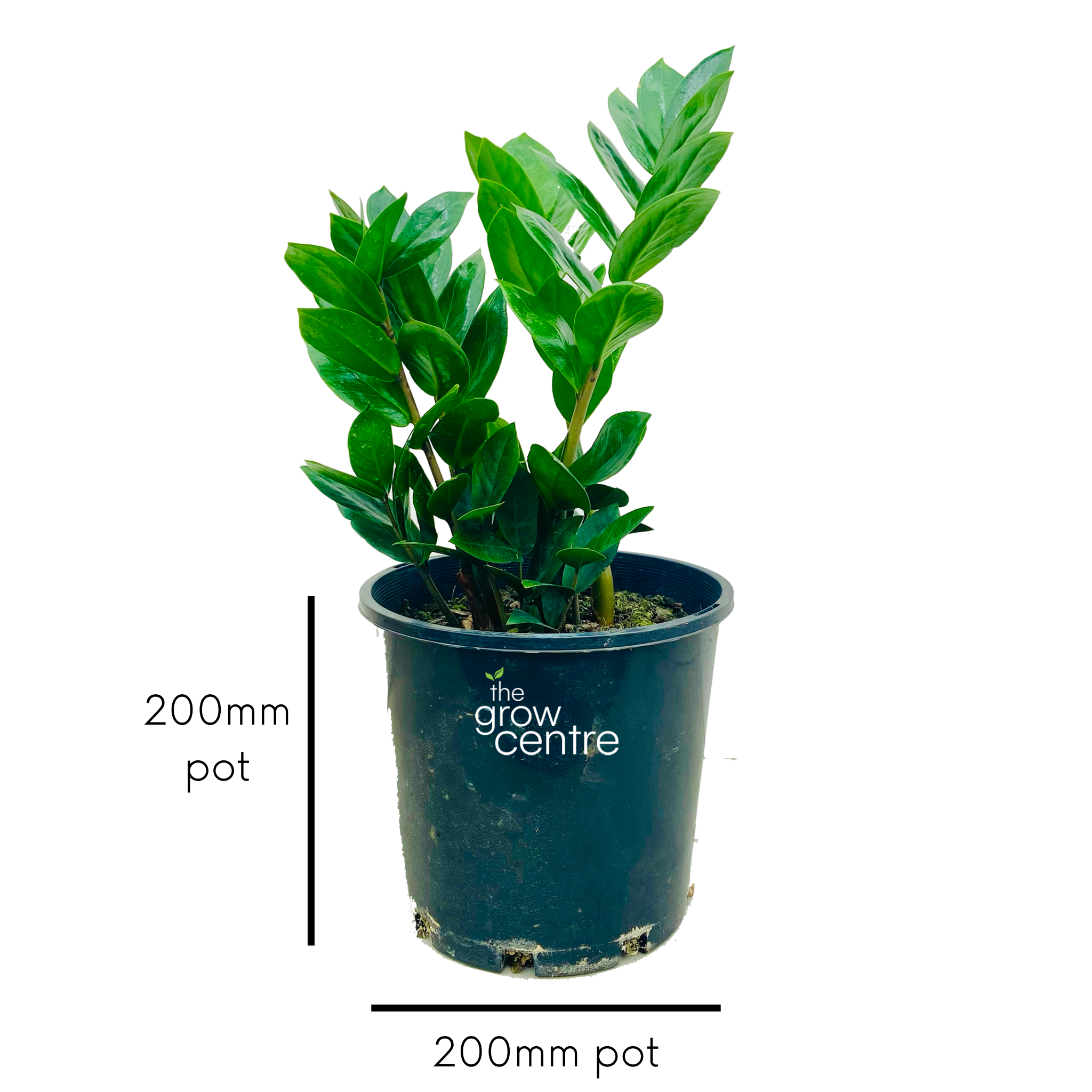 90-110cm zz plant 21cm pot large zanzibar gem Zanzibar Gem - Zamioculcas zamiifolia