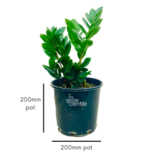 Zanzibar Gem - Zamioculcas zamiifolia
